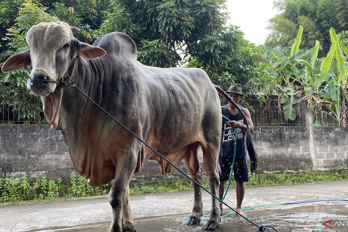 Mbah Iran, a cow from Bantul, selected as President Prabowo's sacrificial animal