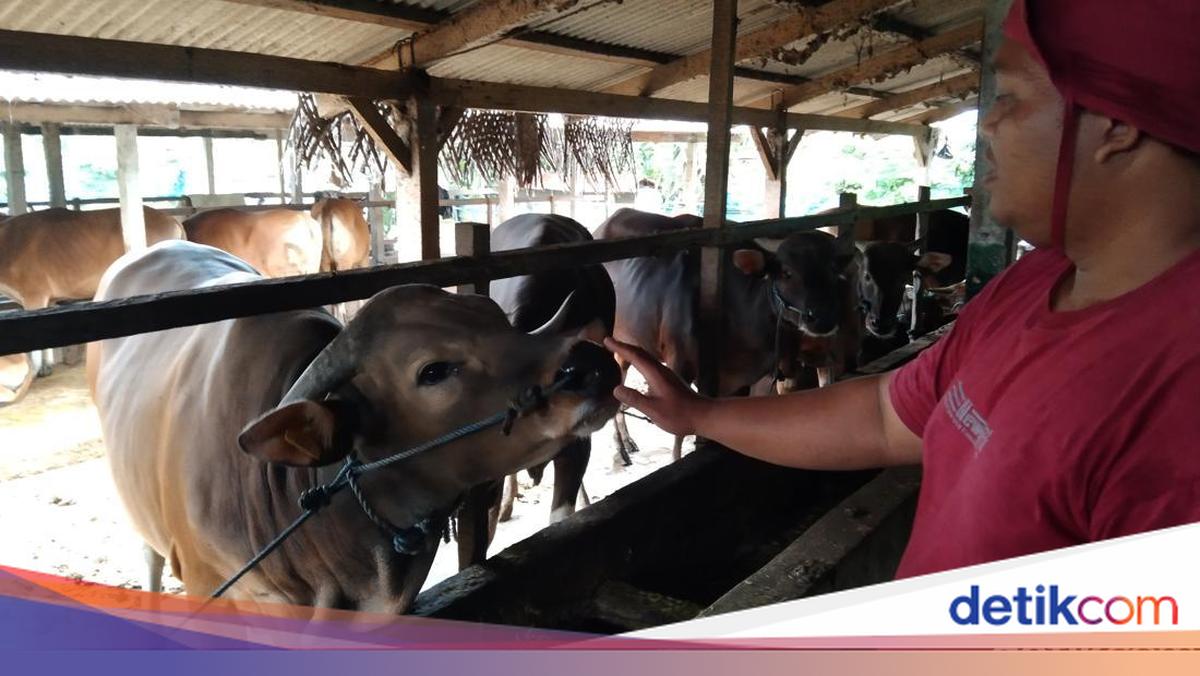 President Prabowo Purchases Choice Eid al-Adha Sacrifice Animal from Tabanan Resident