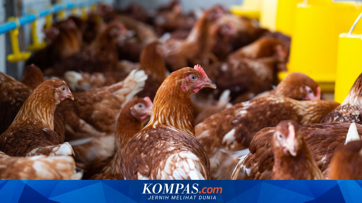 State-Owned Enterprise Berdikari Boosts Integrated Chicken Downstreaming Project to Supply Free Nutritious Meal Programme