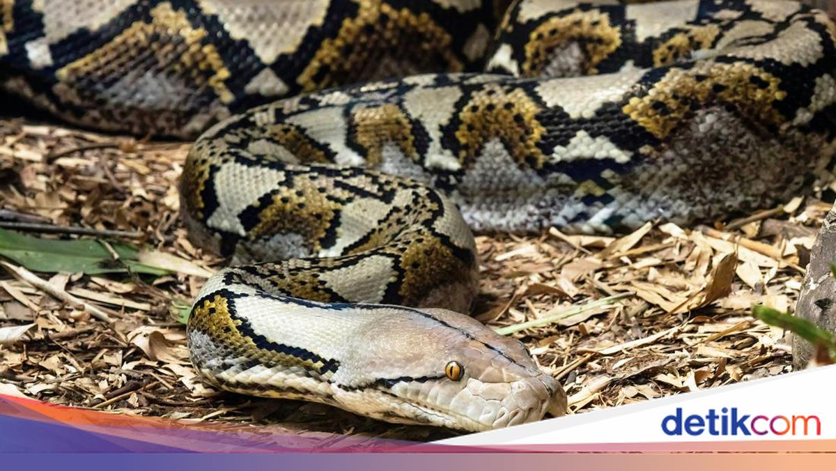 Panic as 6-Metre Python Attempts to Prey on Goat, Promptly Killed by Locals