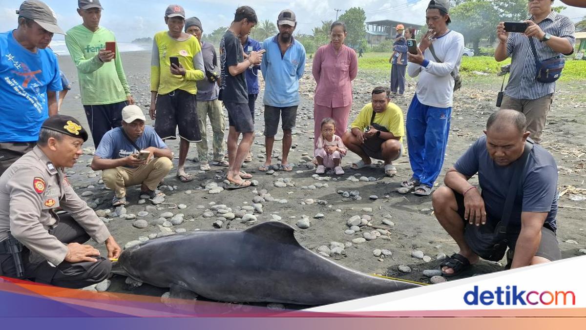 Dead Bottlenose Dolphin Washes Ashore on Yehsumbul Beach, Jembrana