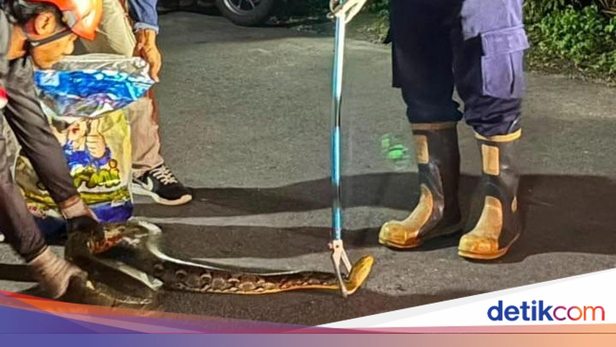 Three-Metre Python Found in Resident's Ceiling in Sleman, Initially Mistaken for a Gas Leak