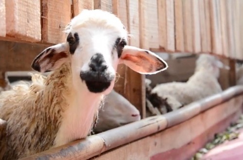 Ahead of Eid al-Adha, Livestock Traders in Indramayu Report Increased Sales Compared to Last Year
