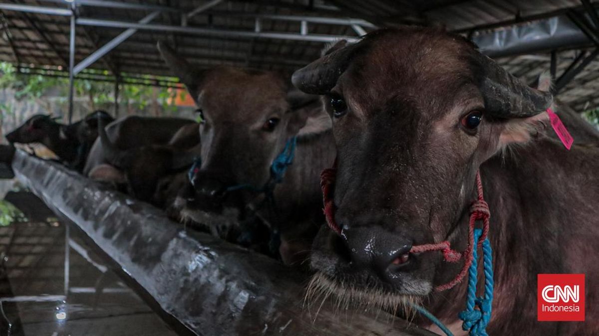 Prabowo Donates 18 Head of Cattle for Eid al-Adha in Southeast Sulawesi