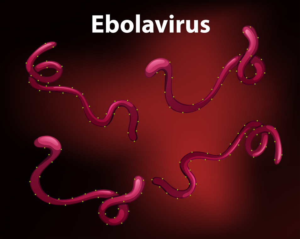 Low Potential for Ebola Outbreak in Indonesia