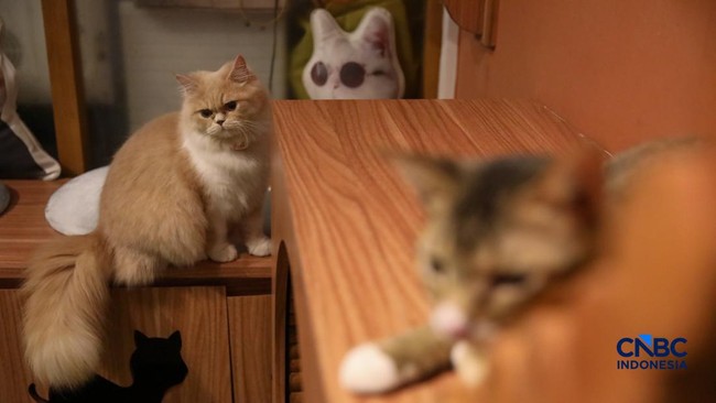 Scientific Study on Keeping Cats at Home: Are There Any Benefits?