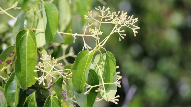 Arabs Flock to Indonesia in Search of Plants Mentioned in the Quran