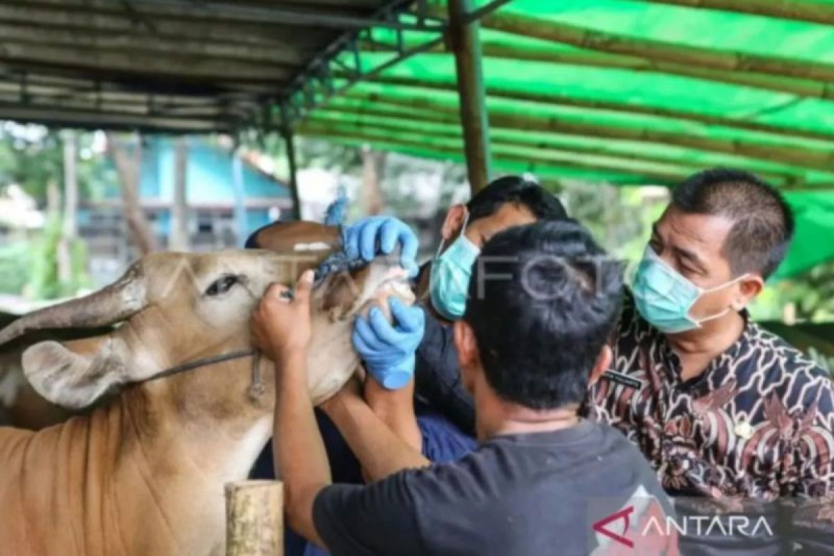 Jakarta Intensifies Education on Hygienic Handling of Sacrificial Animals