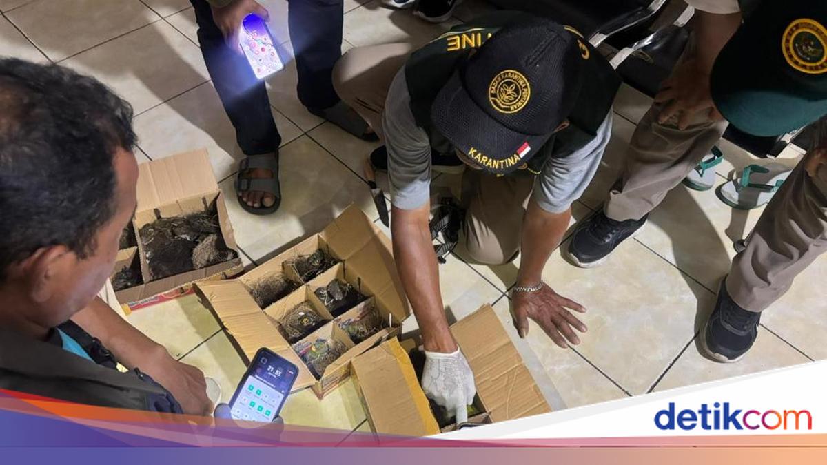 32 Baby Birds Smuggled via Gilimanuk, Hidden in Bus Luggage Compartment