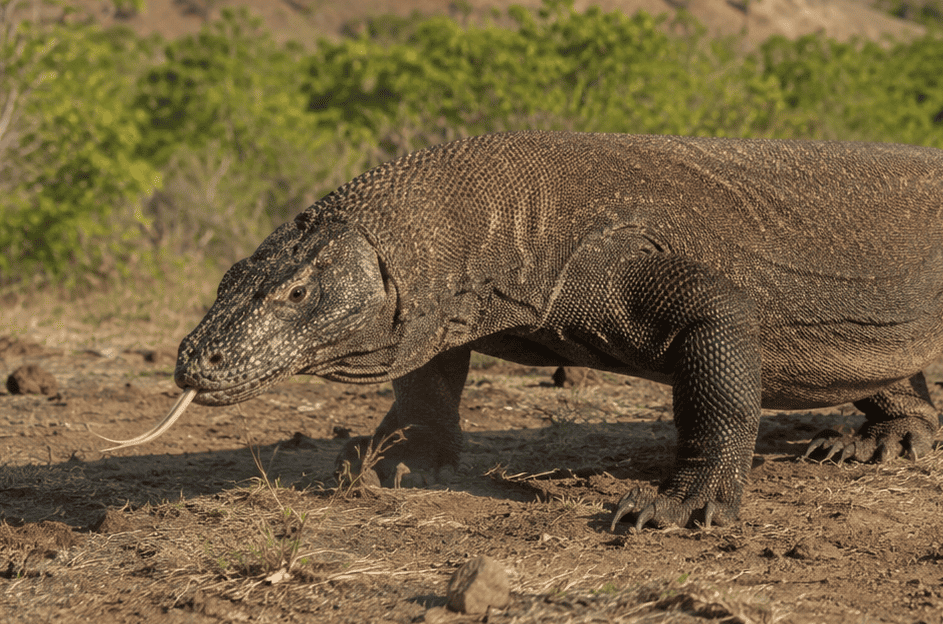 Komodo Dragon Conservation Tests Indonesia’s Tourism and Diplomacy