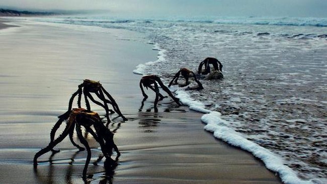 US Reportedly Discovers Four Alien Species from Crashed UFO