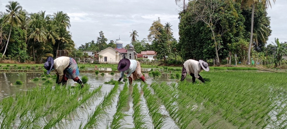 Farmers in Pidie Regency Begin Planting for the Second Season, Subsidised Fertiliser Scarce
