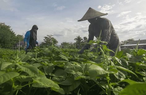 Beware of the MJO Phenomenon: BMKG Predicts Rain in Yogyakarta from 18-20 May 2026