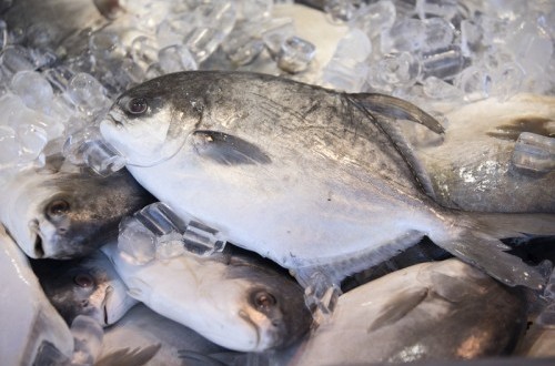 Indonesian Tilapia Captures Premium Export Markets in Europe and the USA
