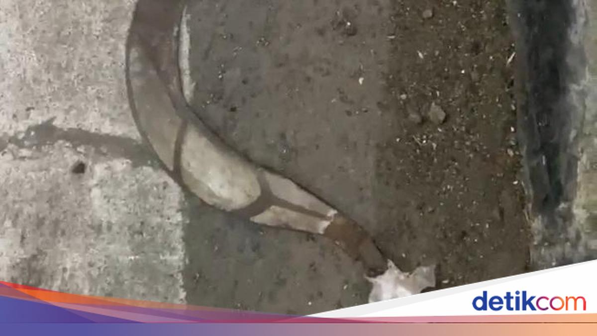 Parangtritis Ticket Officer Attacked with Sickle During Night Shift