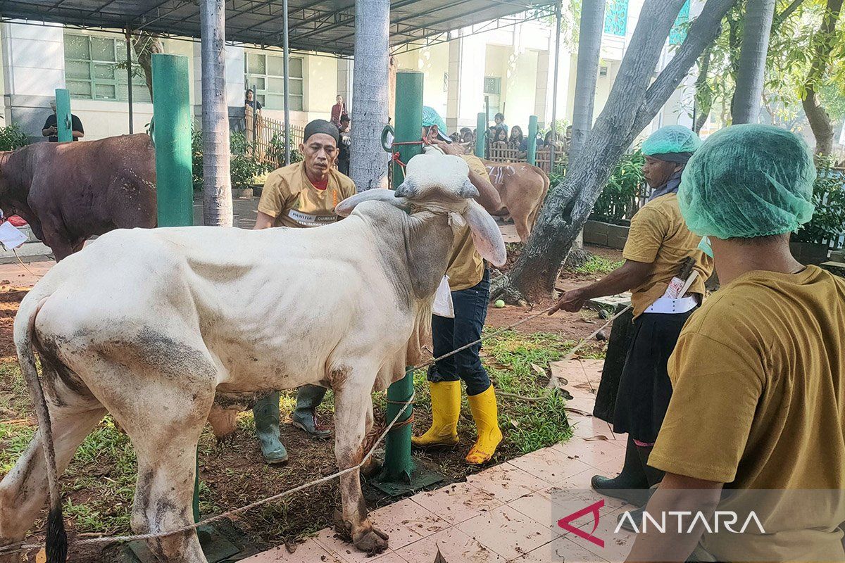 Jakarta Provincial Government to Train 80 Halal Slaughterers This Year
