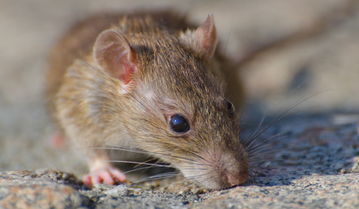 How to Prevent Zoonotic Diseases: A Complete Guide to Protecting Yourself from Animal Transmission
