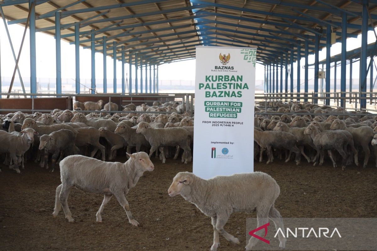 Baznas RI Launches Qurban Services for Indonesians to Support Palestine
