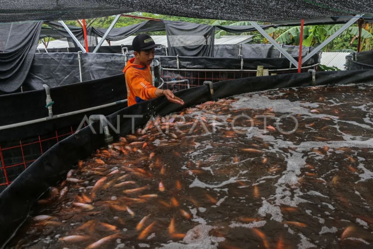 RI promotes tilapia as rising export commodity amid global demand