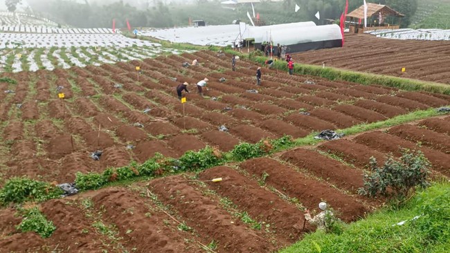 Rupiah Hits Record Low, Agricultural Seed Breeders Issue Warning