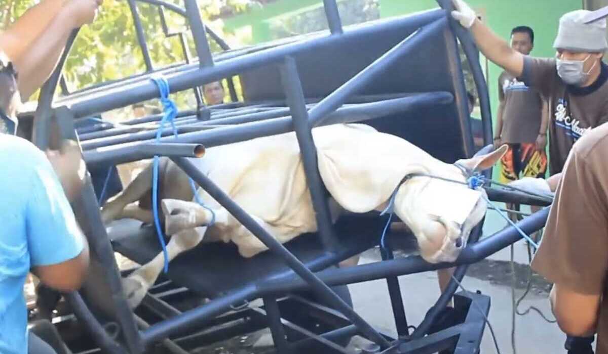 UGM's Gama Abilawa Innovation: Portable Cattle Restraining Tool for Efficient and Humane Slaughter