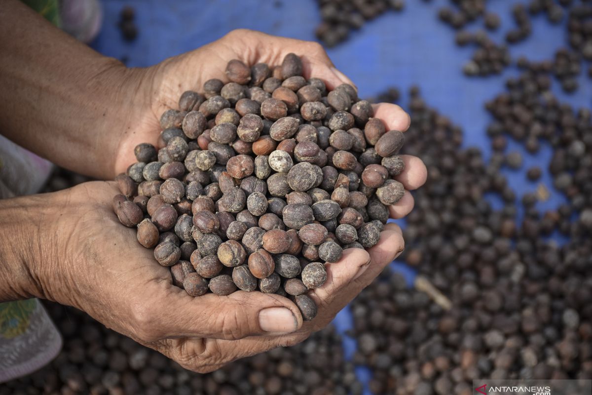 NTB prepares 13 export villages developing leading commodities