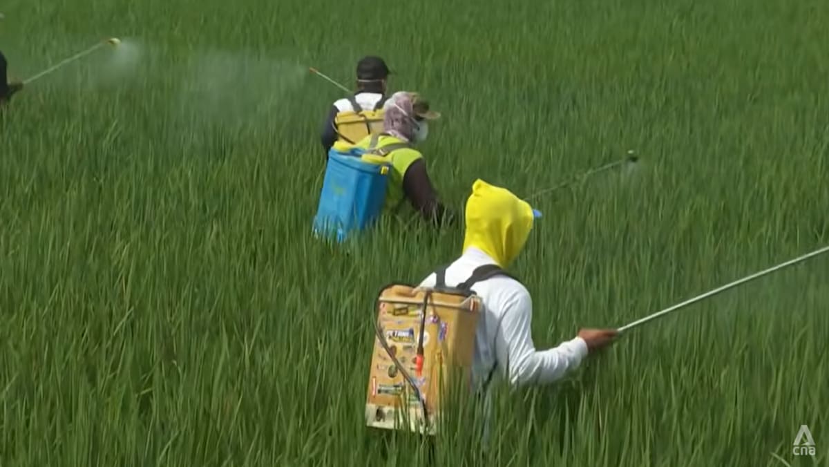 Indonesia’s rice farmers test climate-friendly methods that cuts methane emissions, raises yields
