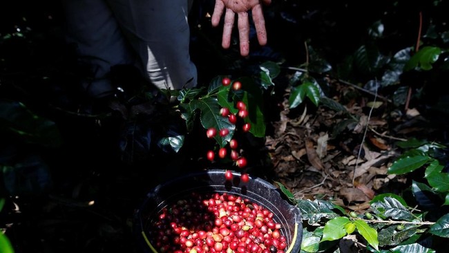 Weak Rupiah Threatens Plantation Business Chain? Seed Entrepreneurs Speak Out