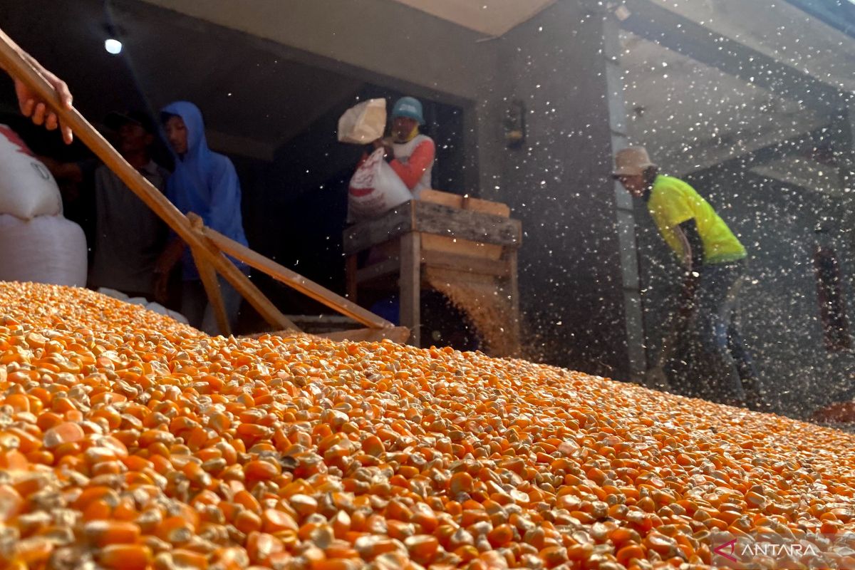 Reaping Profits from Maize Grown on Rain-fed Land in Garut