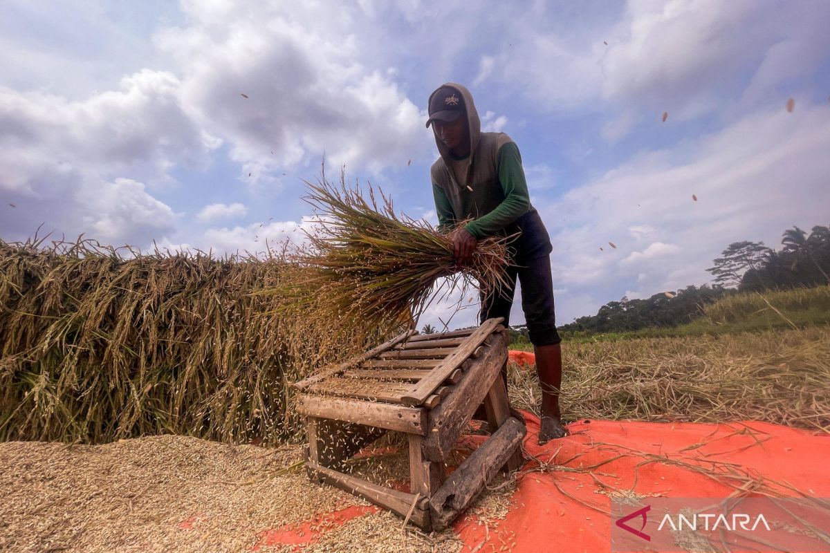 Abundant Harvests and Rising Grain Prices Bring Smiles to Farmers