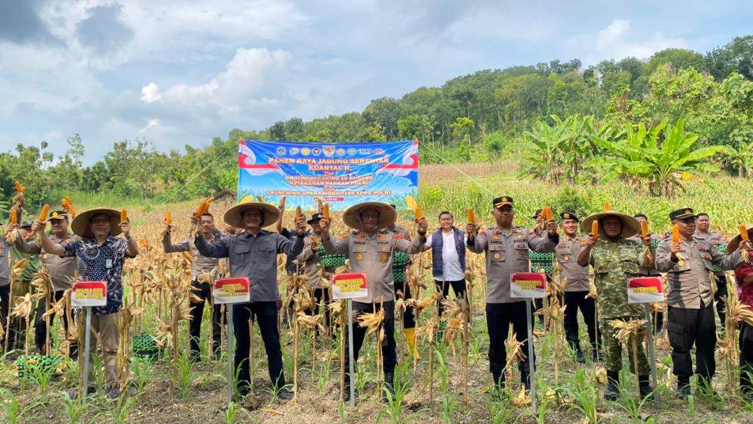 Supporting Food Self-Sufficiency: Klaten Police Conduct Maize Grand Harvest
