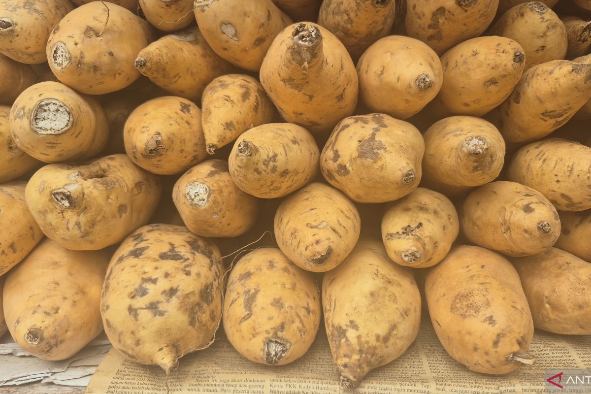 Expanding Production: Sumedang Develops Cilembu Sweet Potato via Tissue Culture