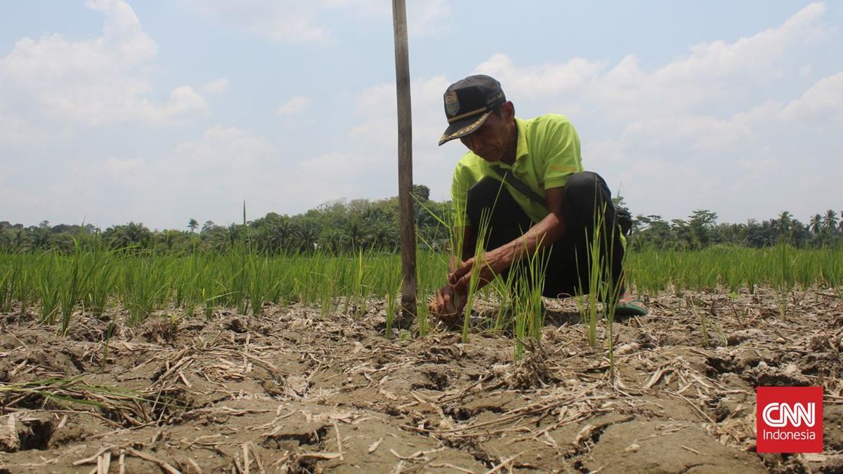 Six Regencies in East Java Declare Drought Emergency Status