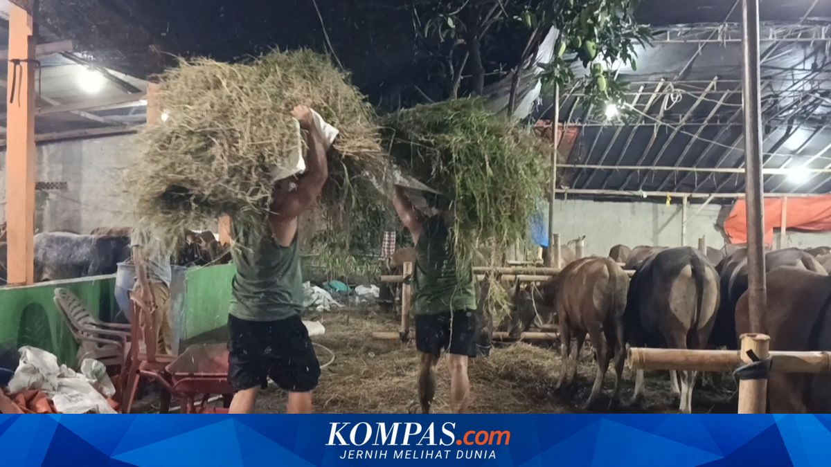 From Prison to Cattle Pens: Former Inmates Granted a 'Second Chance' at Livestock Farm