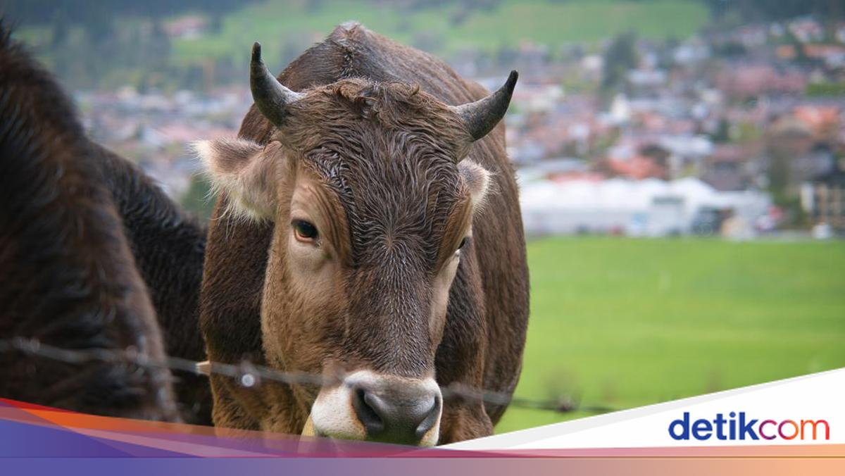 Don't Get It Wrong! The Criteria for Valid and Invalid Sacrificial Animals