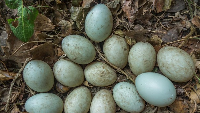 Duck Egg Farmers Push for Duck Eggs to Be Included in MBG Menu