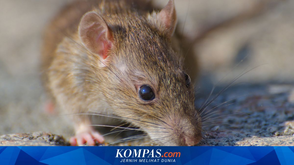 Safe Ways to Clean Rat Droppings to Prevent Hantavirus Transmission