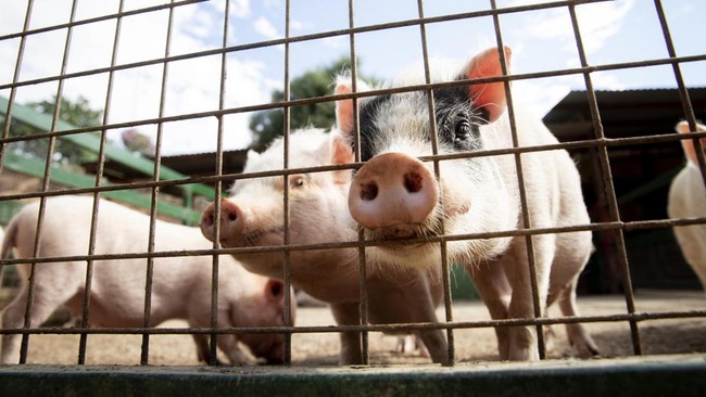 ASEAN Countries with the Highest Pork Consumption