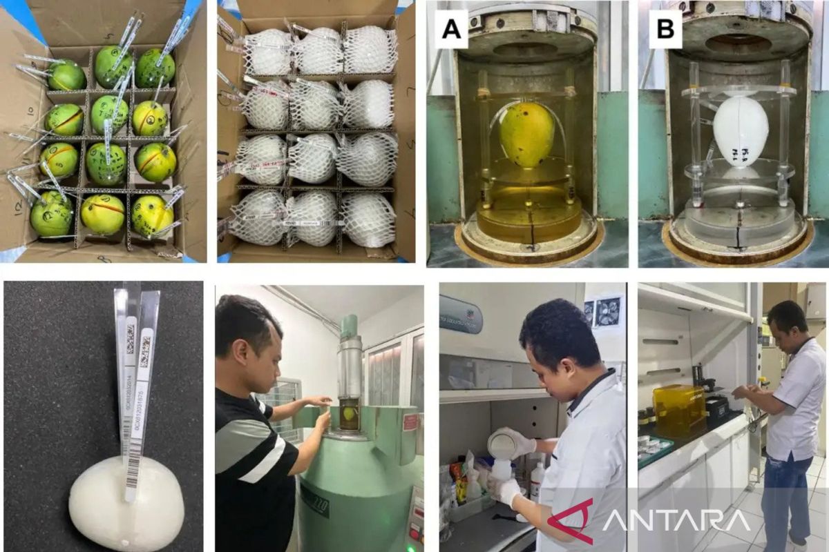 BRIN strengthens export fruit irradiation standards using 'phantom' method