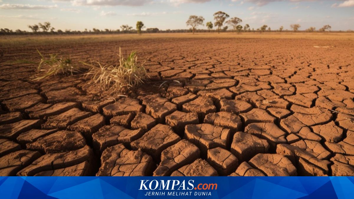 Rice production reaches 34.6 million tonnes as government strengthens stockpiles to face drought