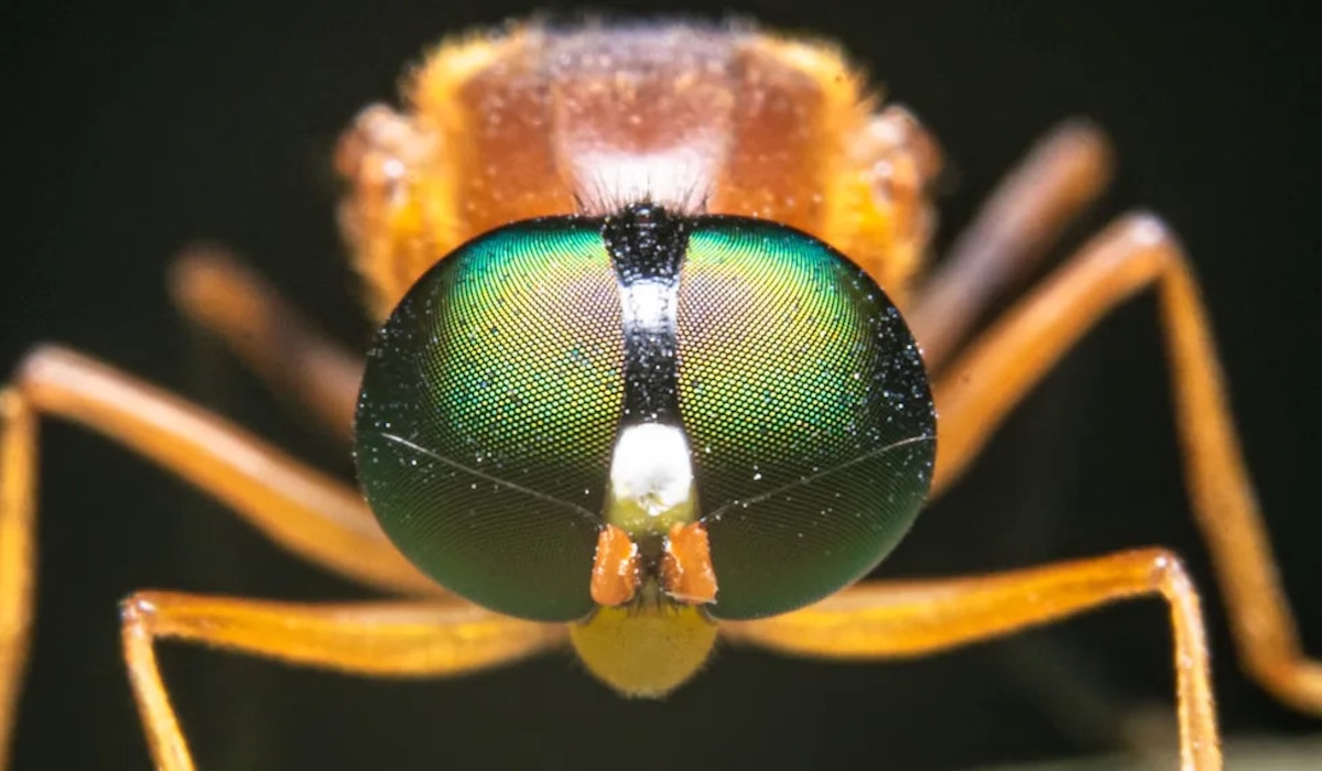 Learning from the Fly: The AI System of the Future Will Be Faster and More Energy-Efficient