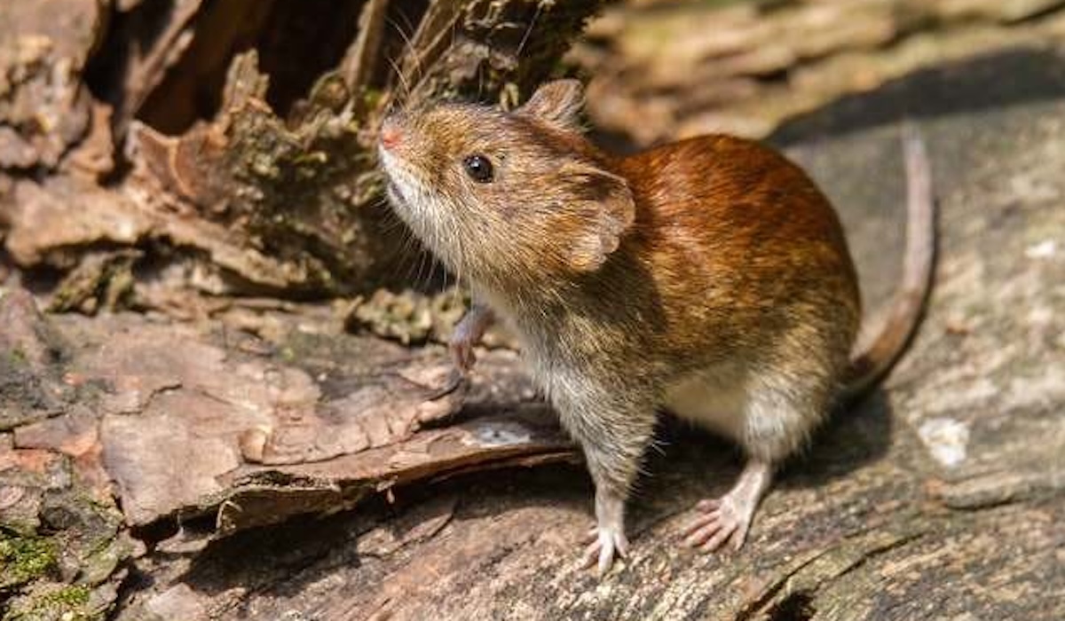 The Danger of Hantavirus: Do Not Sweep Dry Rat Droppings Directly!