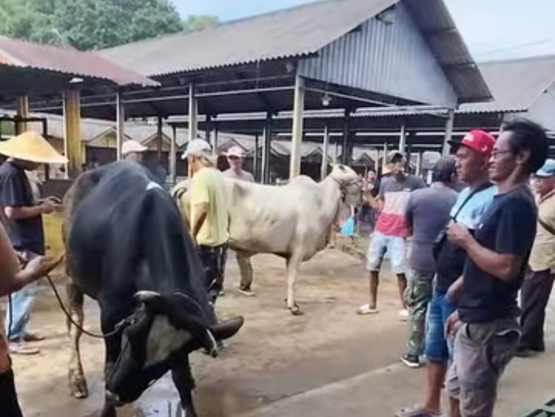 Livestock Traffic Monitored Strictly at Central Java Borders to Prevent Disease Outbreaks