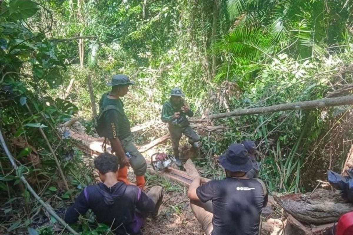 Kemenhut's Gakkum names two suspects in illegal logging at Mangolo TWA