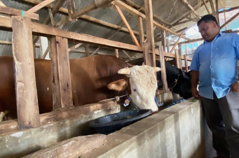 'Si Mayor' Cow from Cisarua Selected as President Prabowo's Qurban Animal