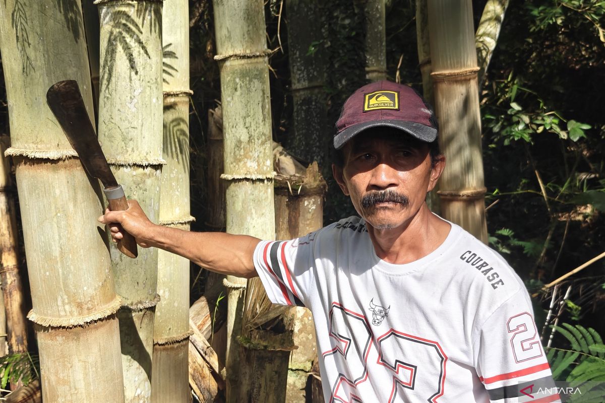 Bamboo as the middle ground between a sustainable forest and livelihoods