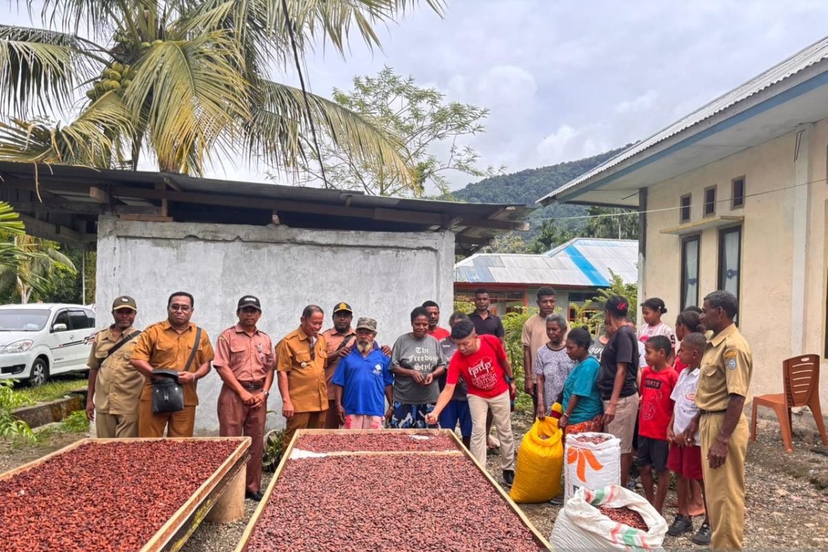 The Yapen Community in Papua Places Its Hope in Cocoa