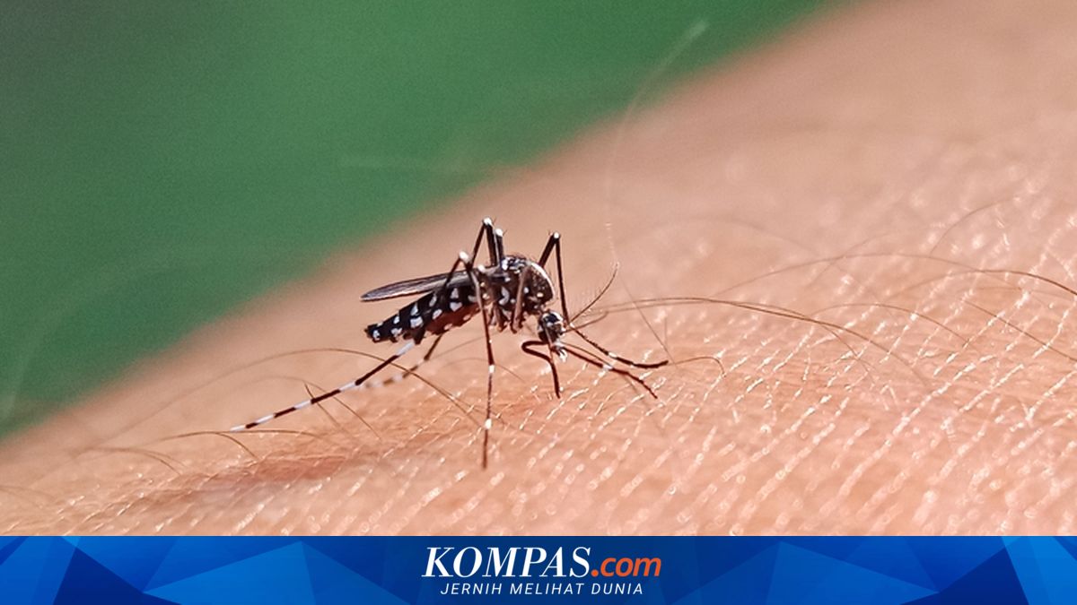 El Niño Not Only Makes Things Uncomfortable, Dengue Risk for Children Also Rises