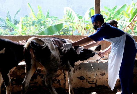 Banyumas Department of Agriculture Intensifies Vaccination of 22,000 Cattle Ahead of Eid al-Adha