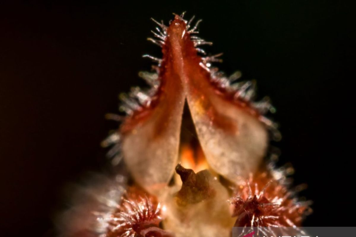 TNBTS: Two new orchid species identified on Mount Semeru